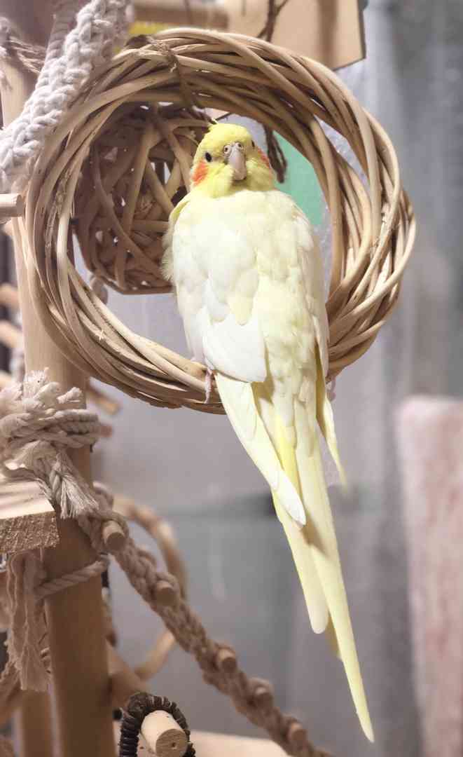 動物画像の動物に、ニックネームを付けてみるトピ