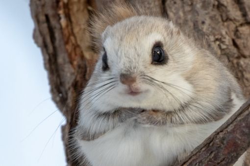 動物画像の動物に、ニックネームを付けてみるトピ