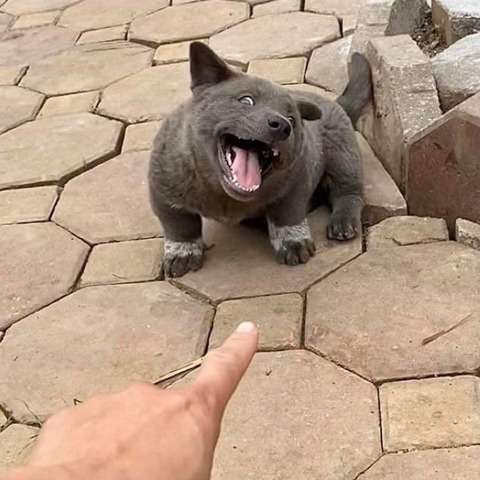 動物画像の動物に、ニックネームを付けてみるトピ
