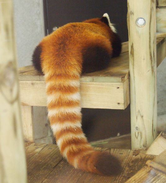 動物園好きな人〜