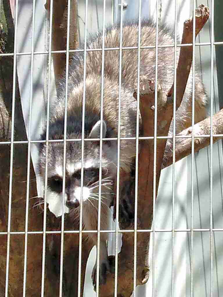 動物園好きな人〜