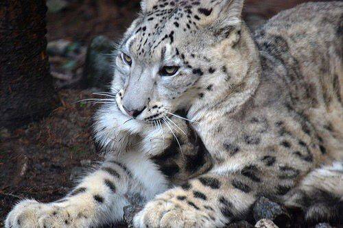 動物園好きな人〜