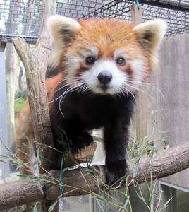 動物園好きな人〜