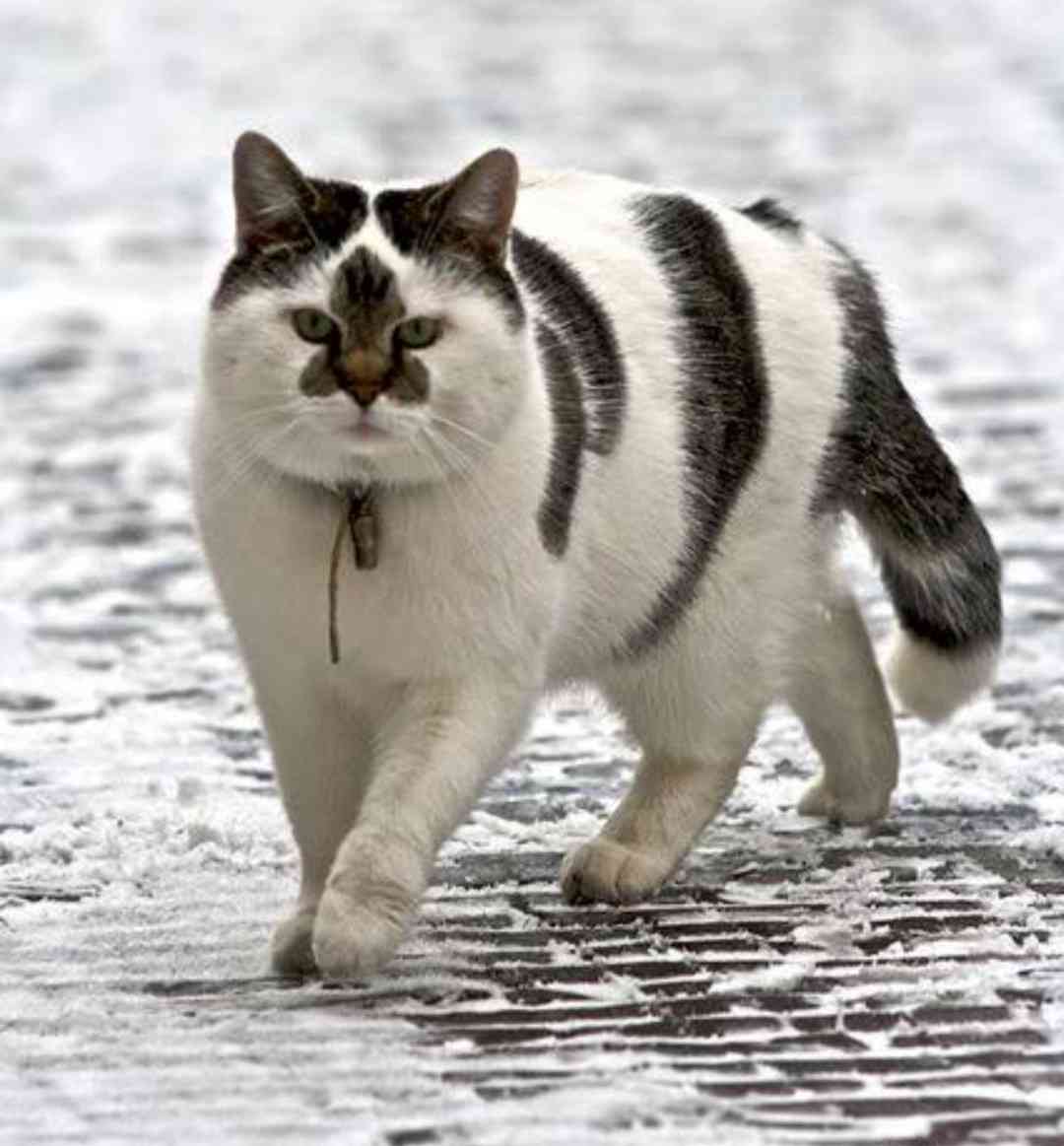 かわいい 変わった柄の動物たち 珍しい ガールズちゃんねる Girls Channel