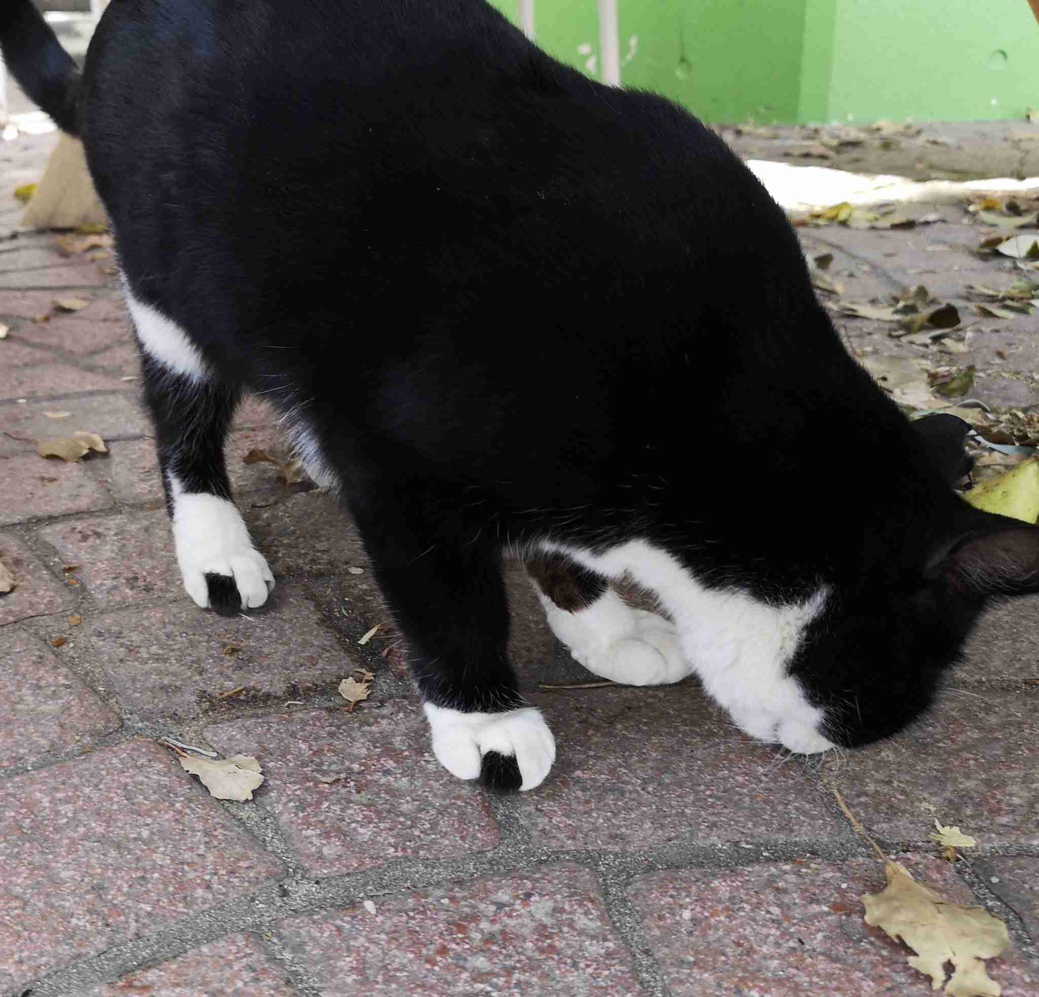 かわいい 変わった柄の動物たち 珍しい ガールズちゃんねる Girls Channel