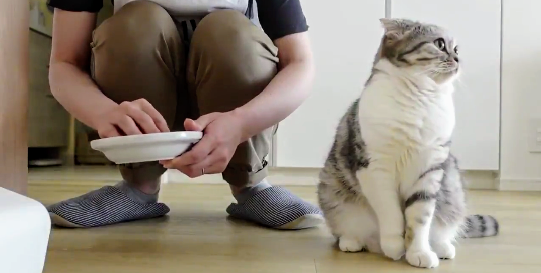 人の手からご飯を食べたい猫さん、飼い主さんにそっとタッチする甘え上手ぶりに癒やされる