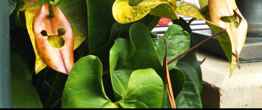 皆さんが撮ったディズニーランド&シーの写真を見せてください