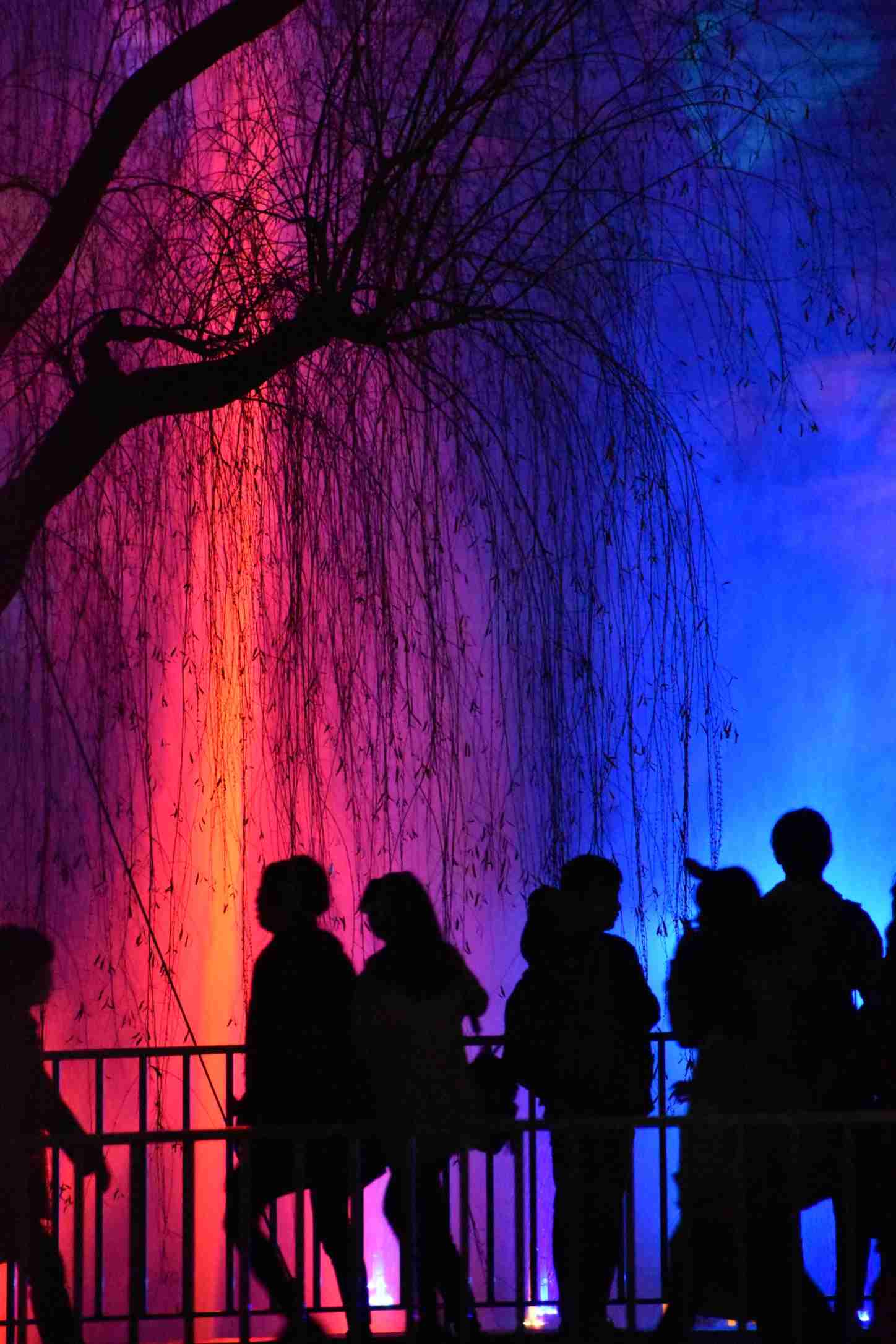 皆さんが撮ったディズニーランド&シーの写真を見せてください