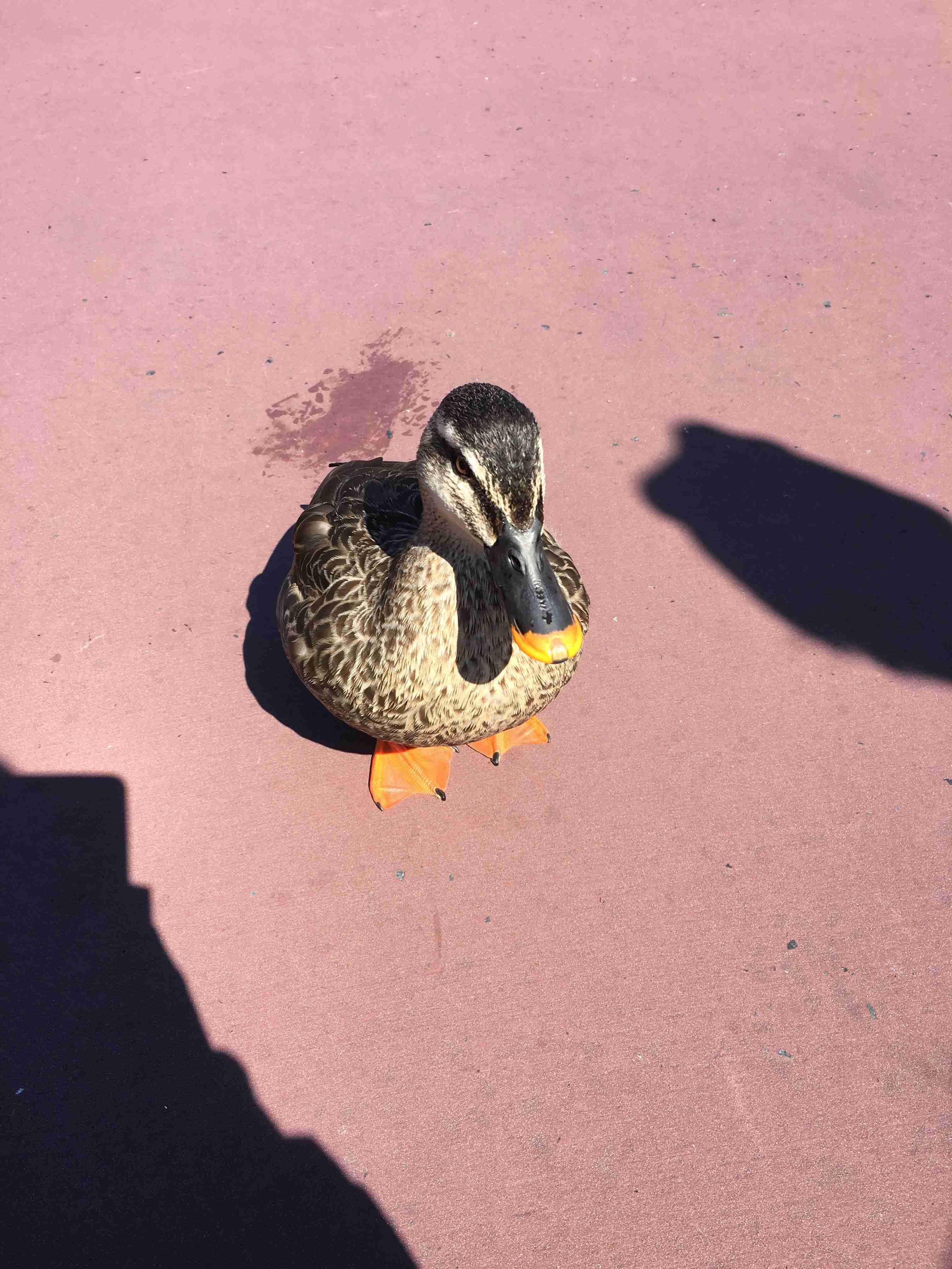 皆さんが撮ったディズニーランド&シーの写真を見せてください