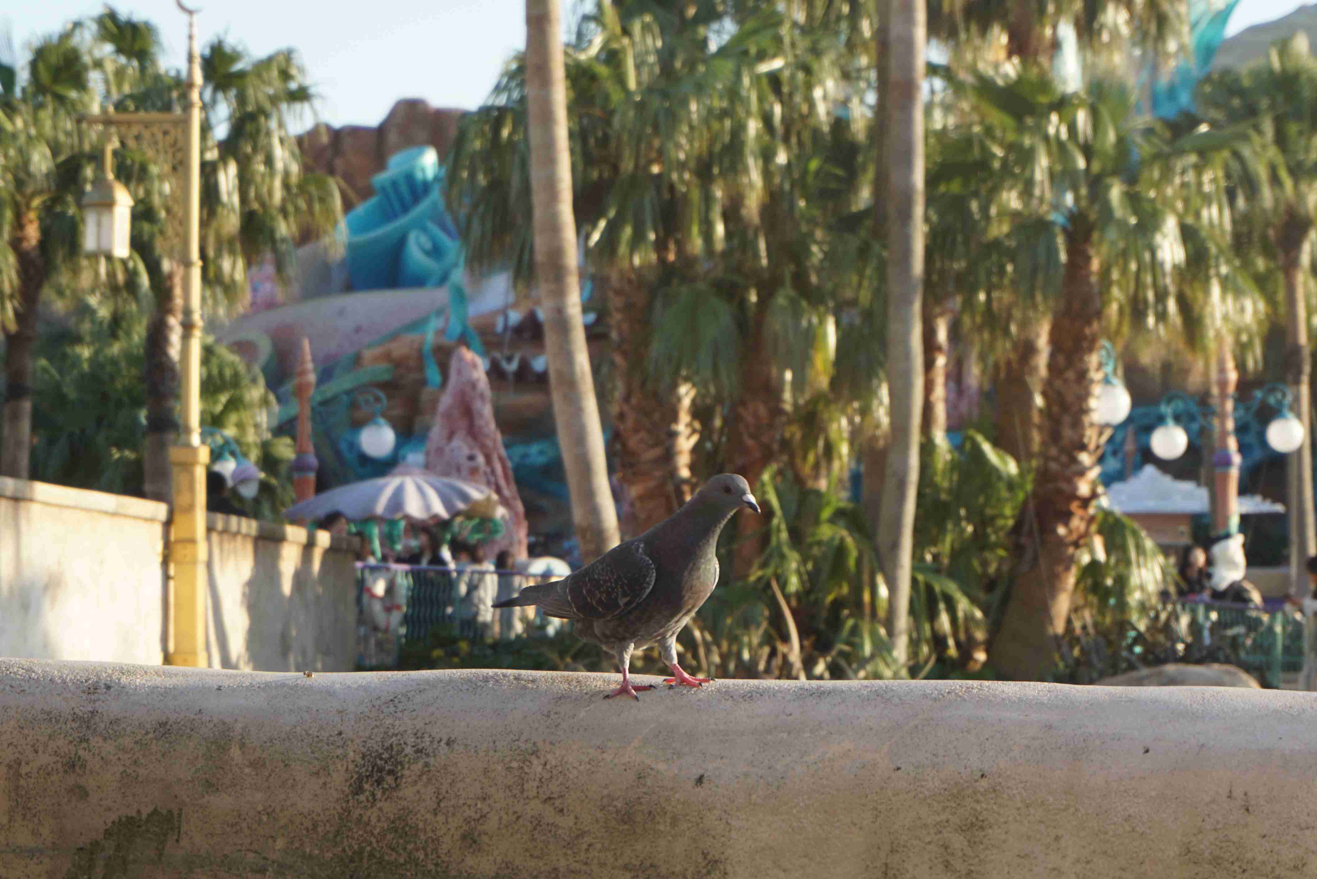 皆さんが撮ったディズニーランド&シーの写真を見せてください