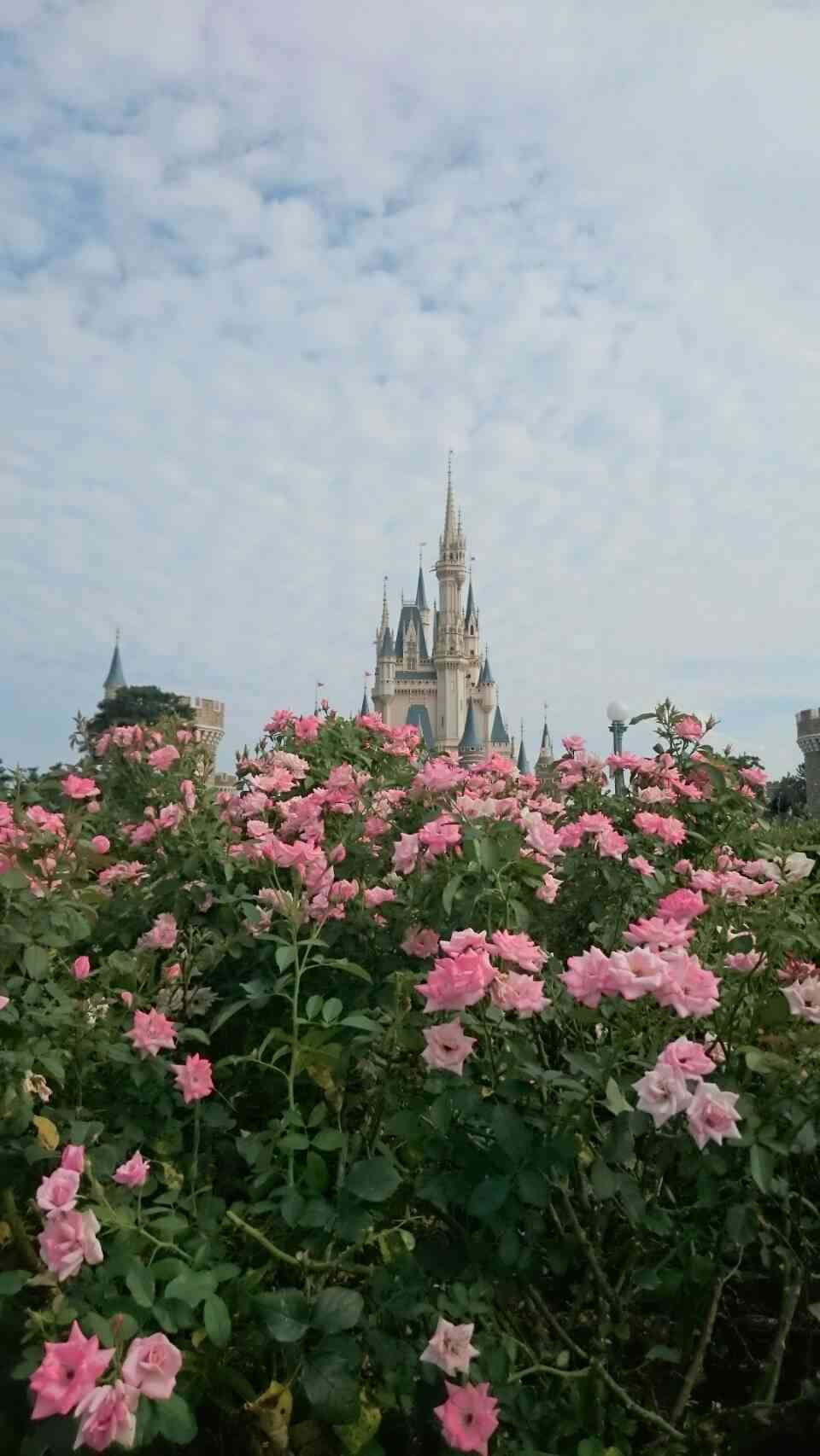 皆さんが撮ったディズニーランド&シーの写真を見せてください