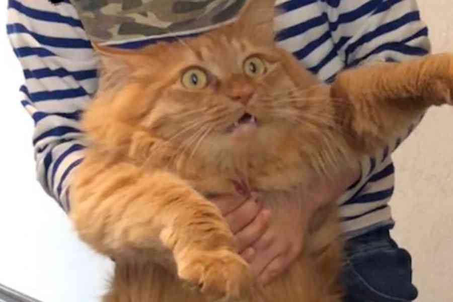 落ち込む動物たち