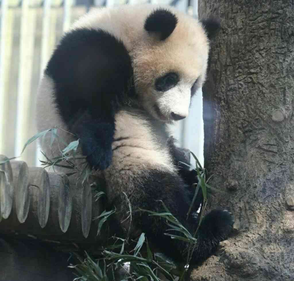 落ち込む動物たち