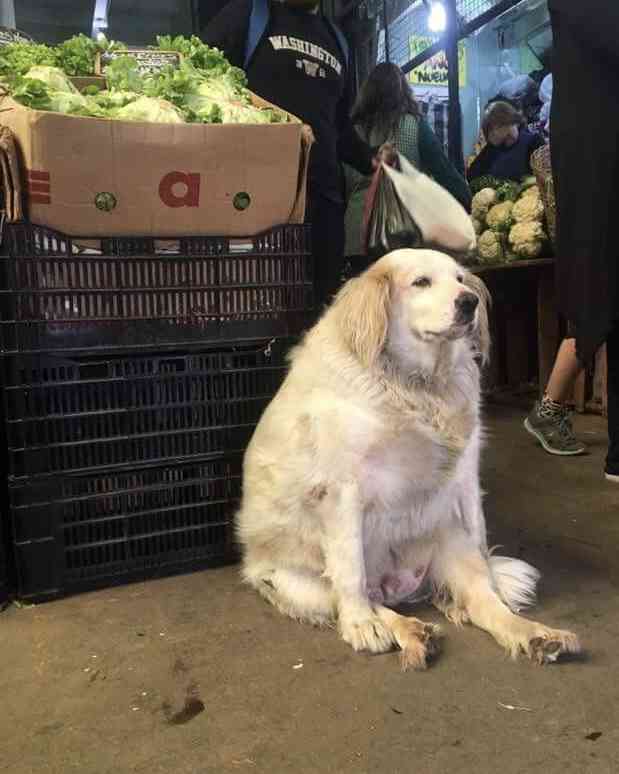 落ち込む動物たち