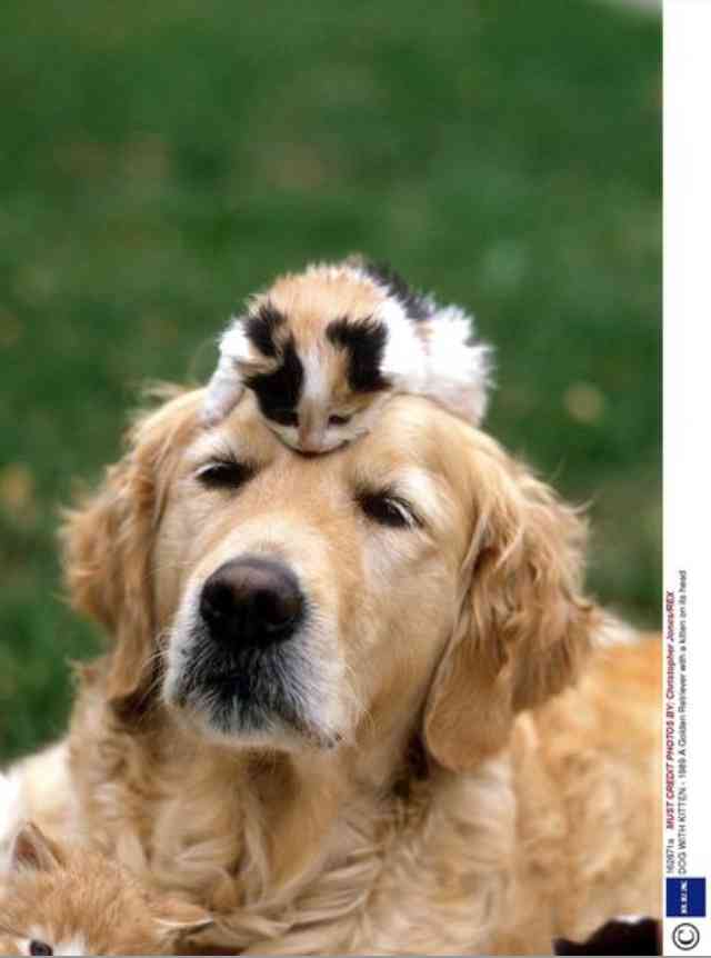 落ち込む動物たち
