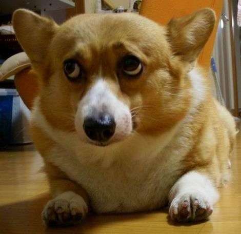 落ち込む動物たち