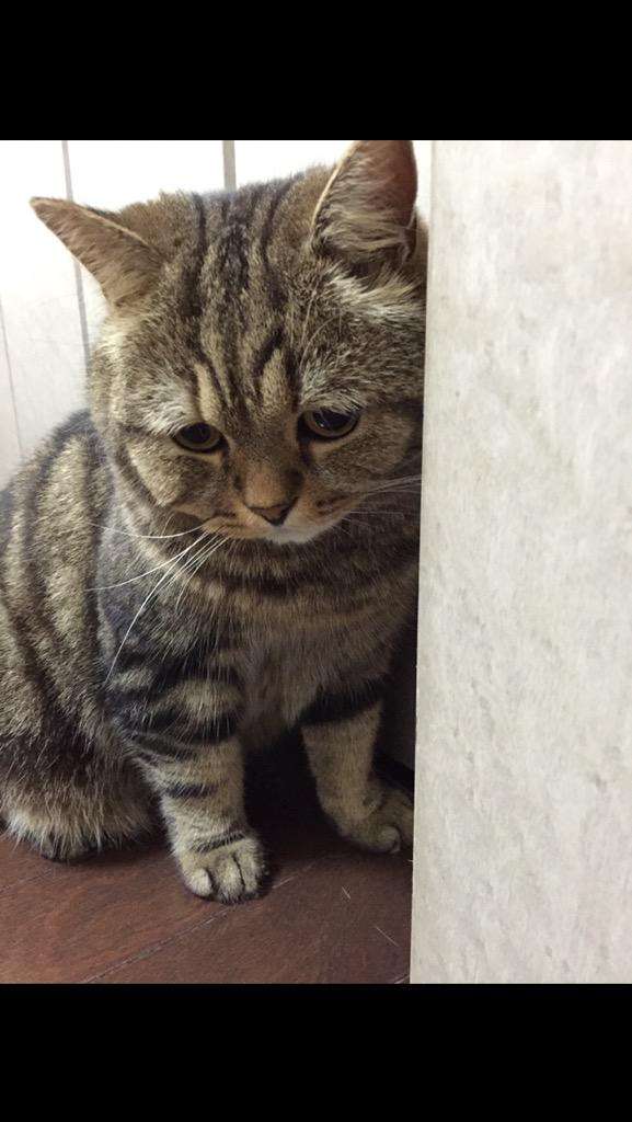 落ち込む動物たち