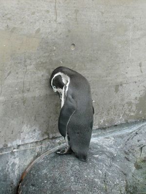 落ち込む動物たち