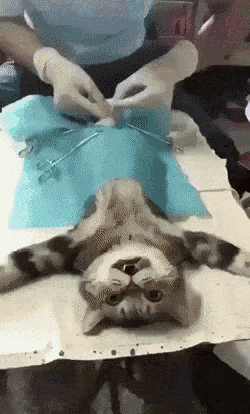 落ち込む動物たち