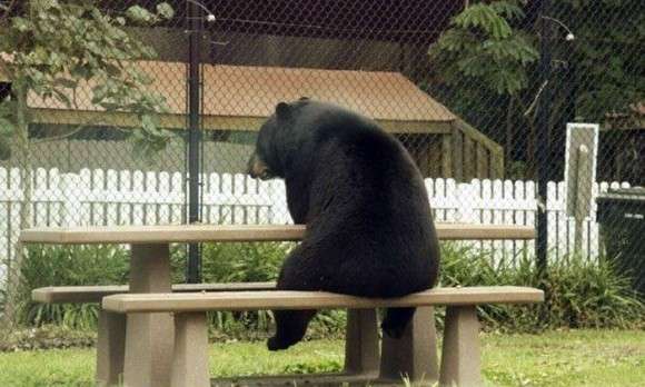落ち込む動物たち