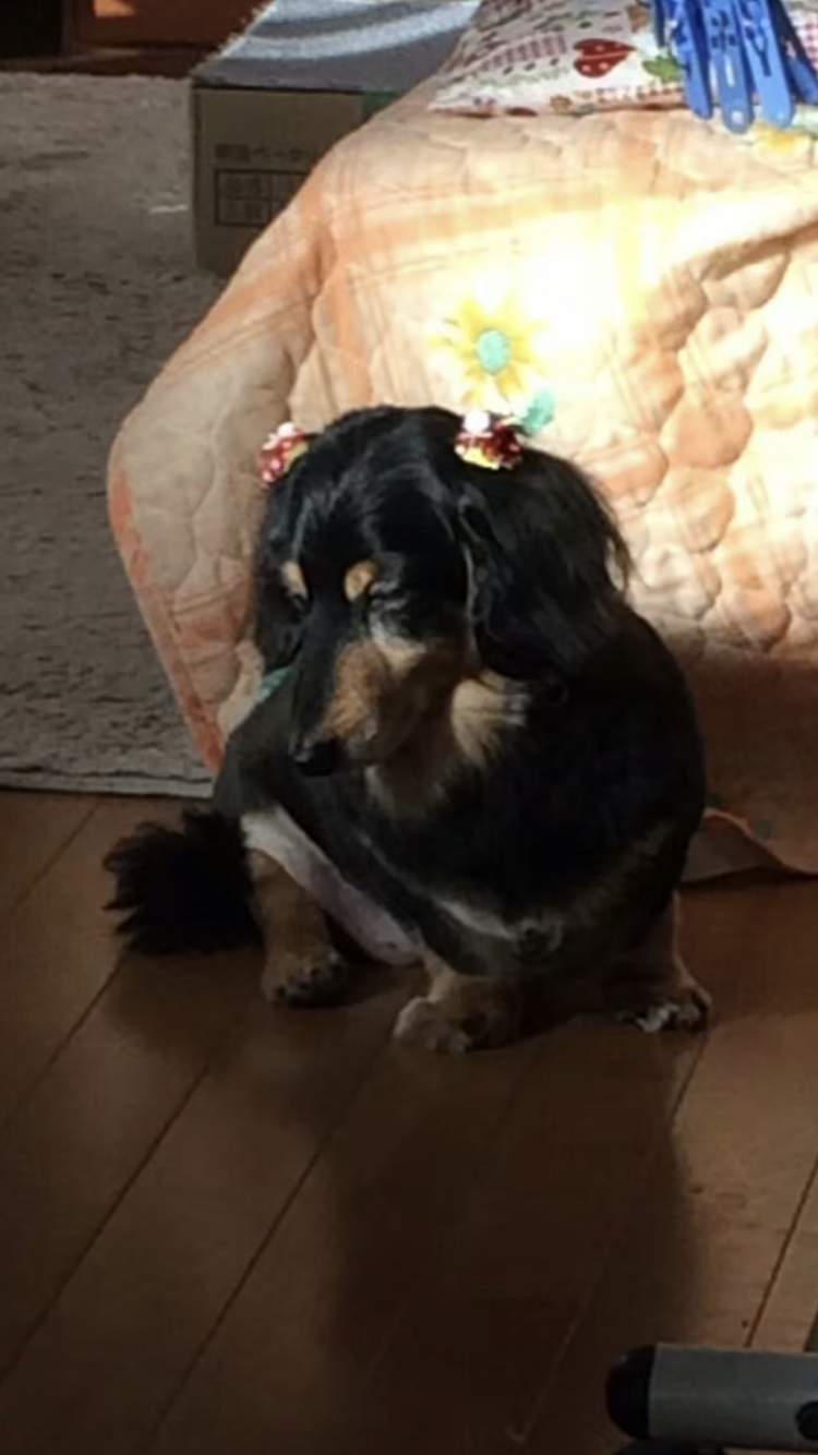 落ち込む動物たち