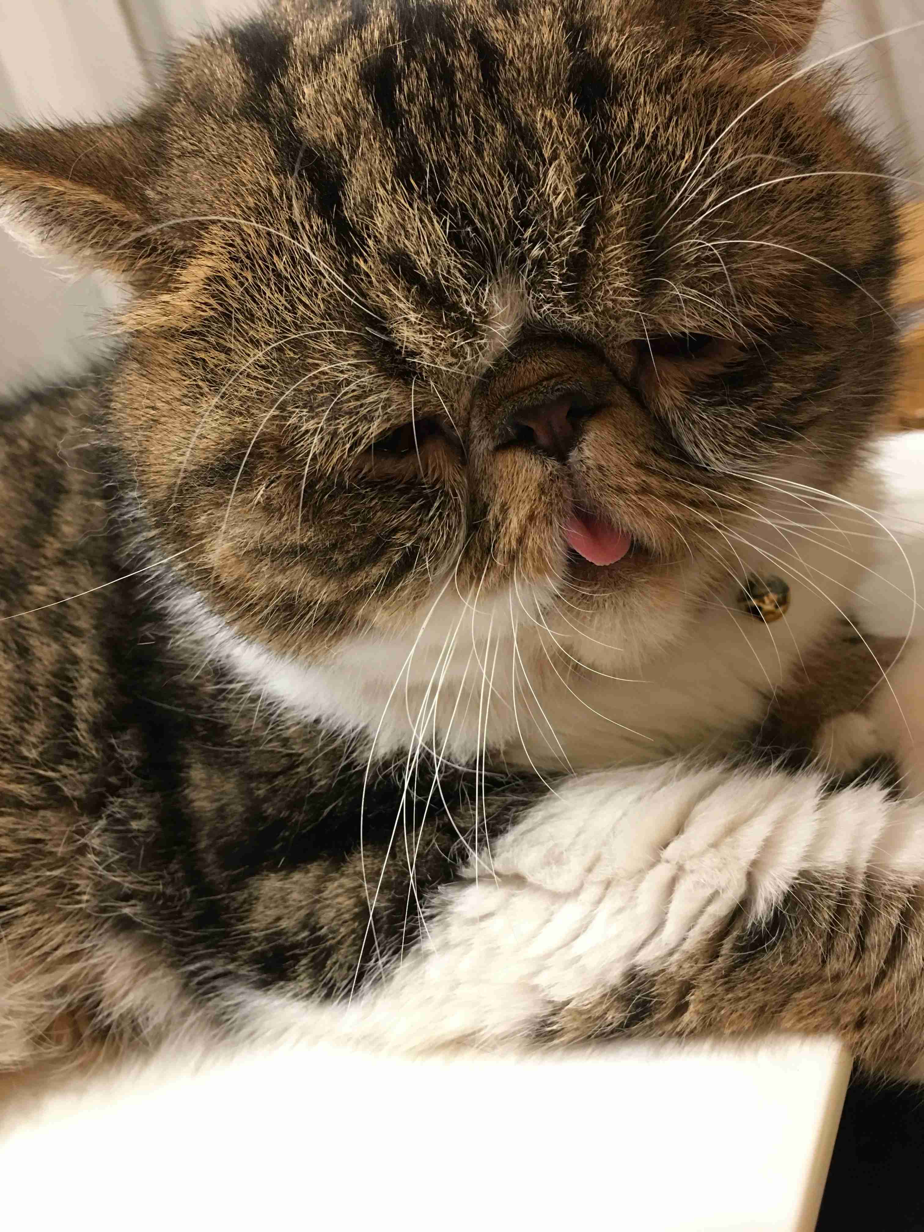 落ち込む動物たち