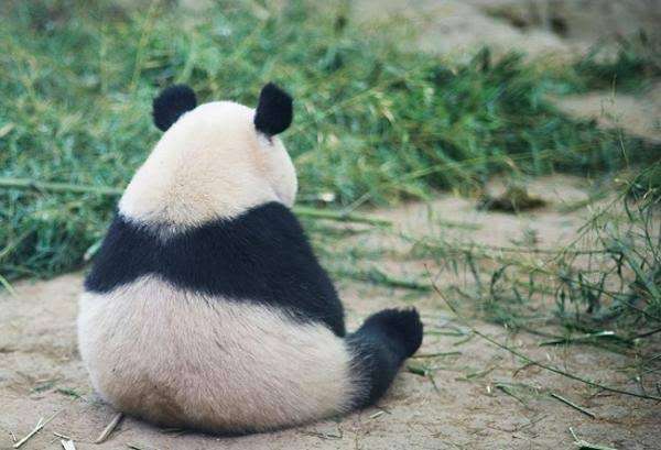 落ち込む動物たち