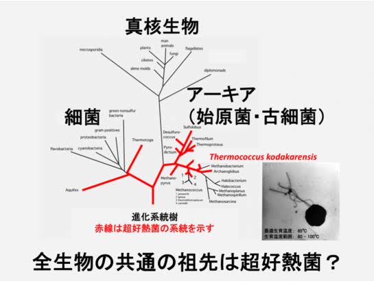 金星の大気に生命の可能性 京産大などのチームが英科学誌に発表