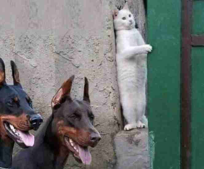 そっちに入れたらアカン！　疲れきった青年がやかんのお湯を紅茶缶に注いでしまった結果...「レモンティー6リットルになりました」