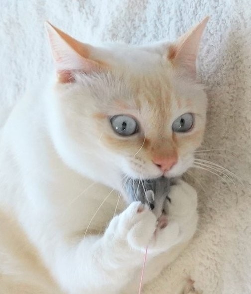 スマホに保存している一番新しい画像を見せてください