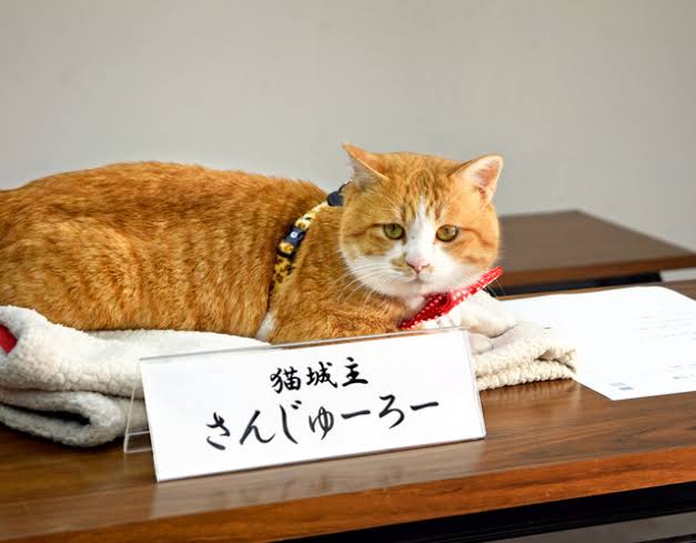 スマホに保存している一番新しい画像を見せてください
