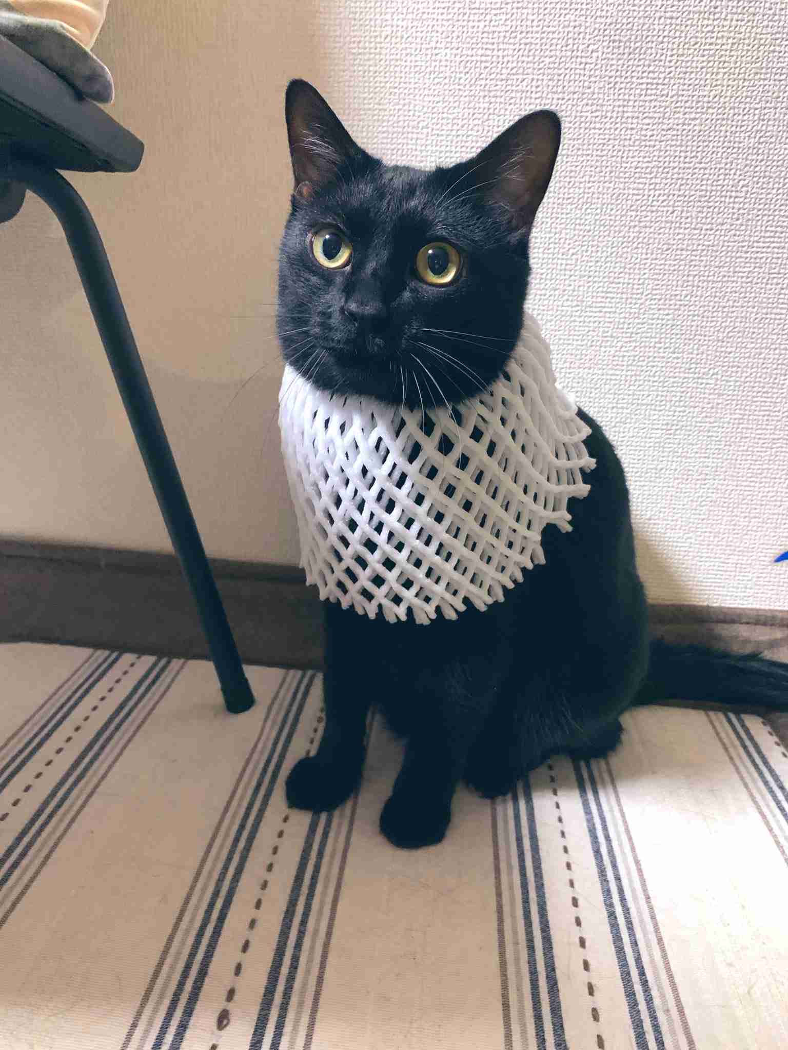 スマホに保存している一番新しい画像を見せてください