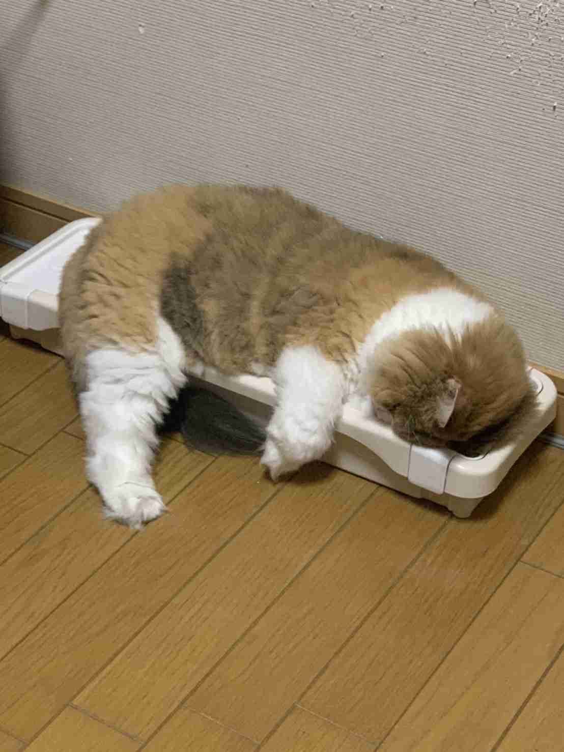 スマホに保存している一番新しい画像を見せてください