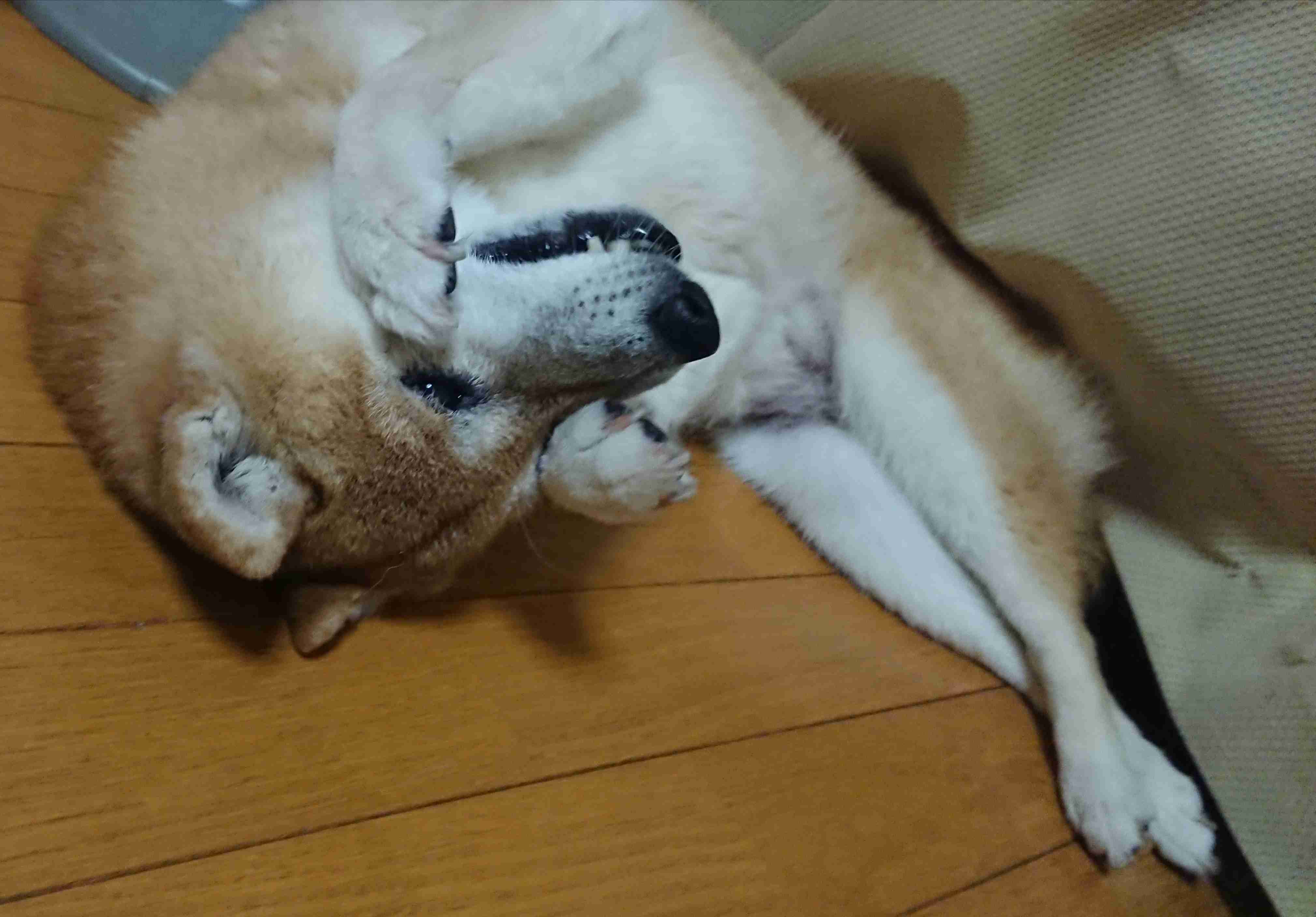スマホに保存している一番新しい画像を見せてください
