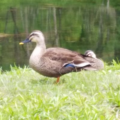 スマホに保存している一番新しい画像を見せてください