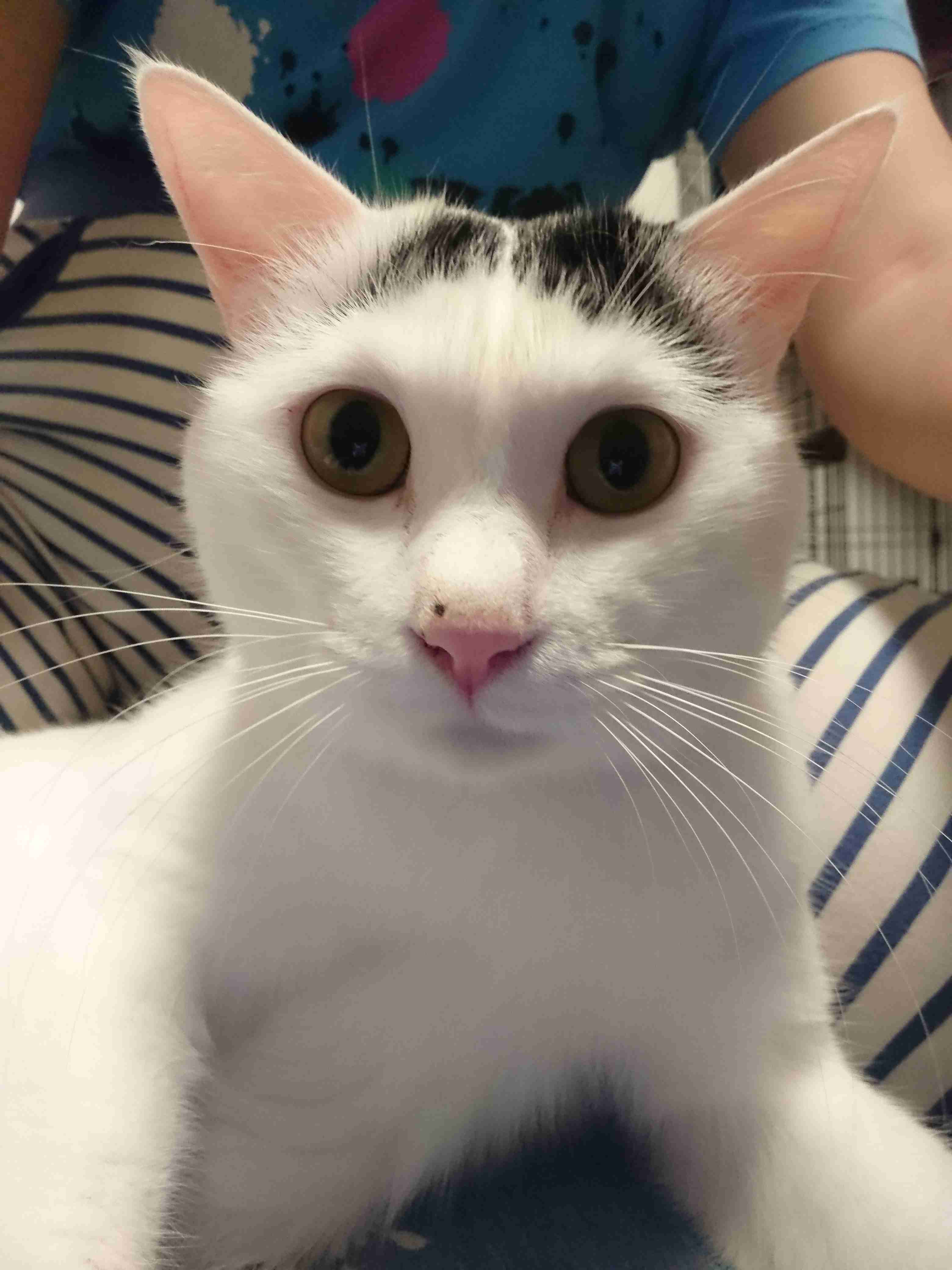 スマホに保存している一番新しい画像を見せてください