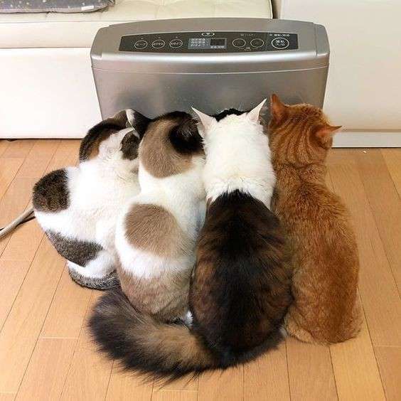 スマホに保存している一番新しい画像を見せてください