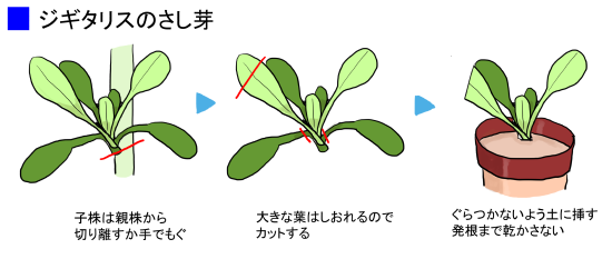 スマホに保存している一番新しい画像を見せてください