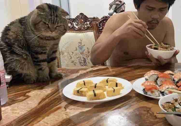 「猫に夫を奪われました」そう語る妻の嘆きを証拠写真と共にご覧ください