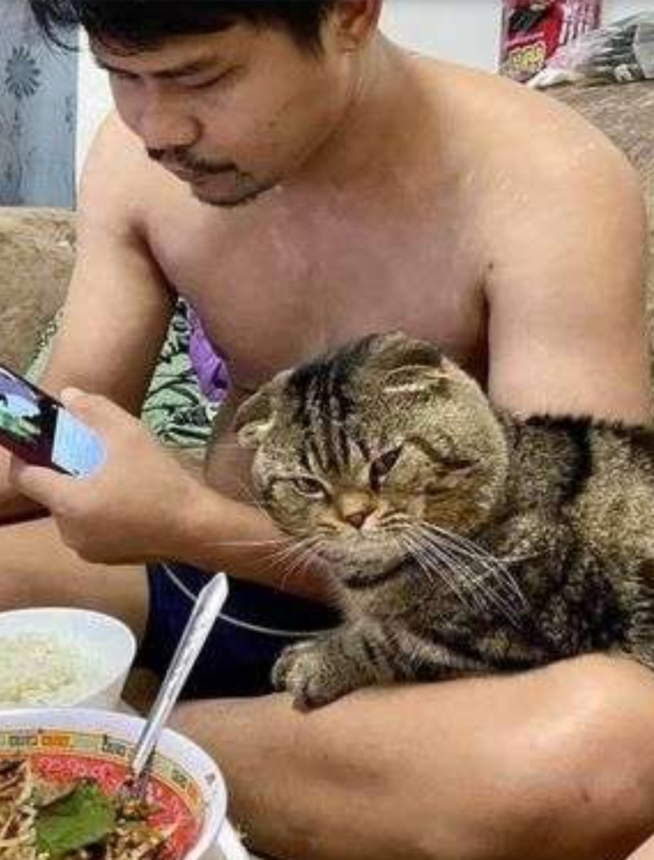 「猫に夫を奪われました」そう語る妻の嘆きを証拠写真と共にご覧ください