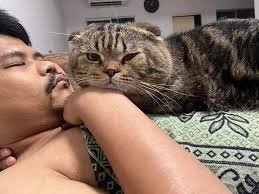 「猫に夫を奪われました」そう語る妻の嘆きを証拠写真と共にご覧ください