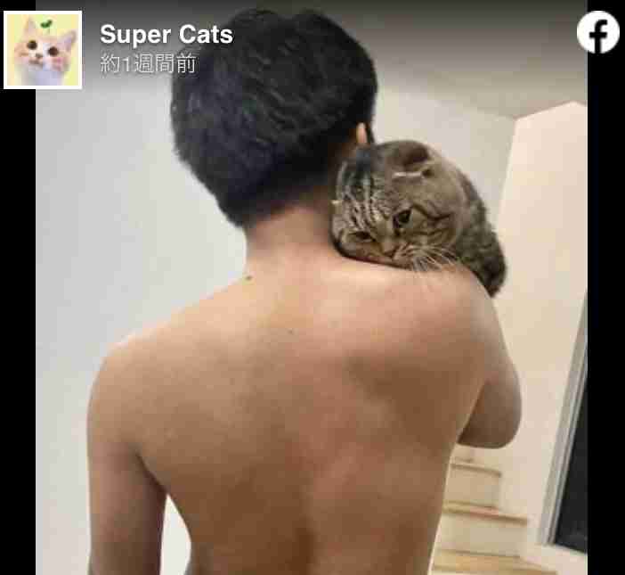 「猫に夫を奪われました」そう語る妻の嘆きを証拠写真と共にご覧ください