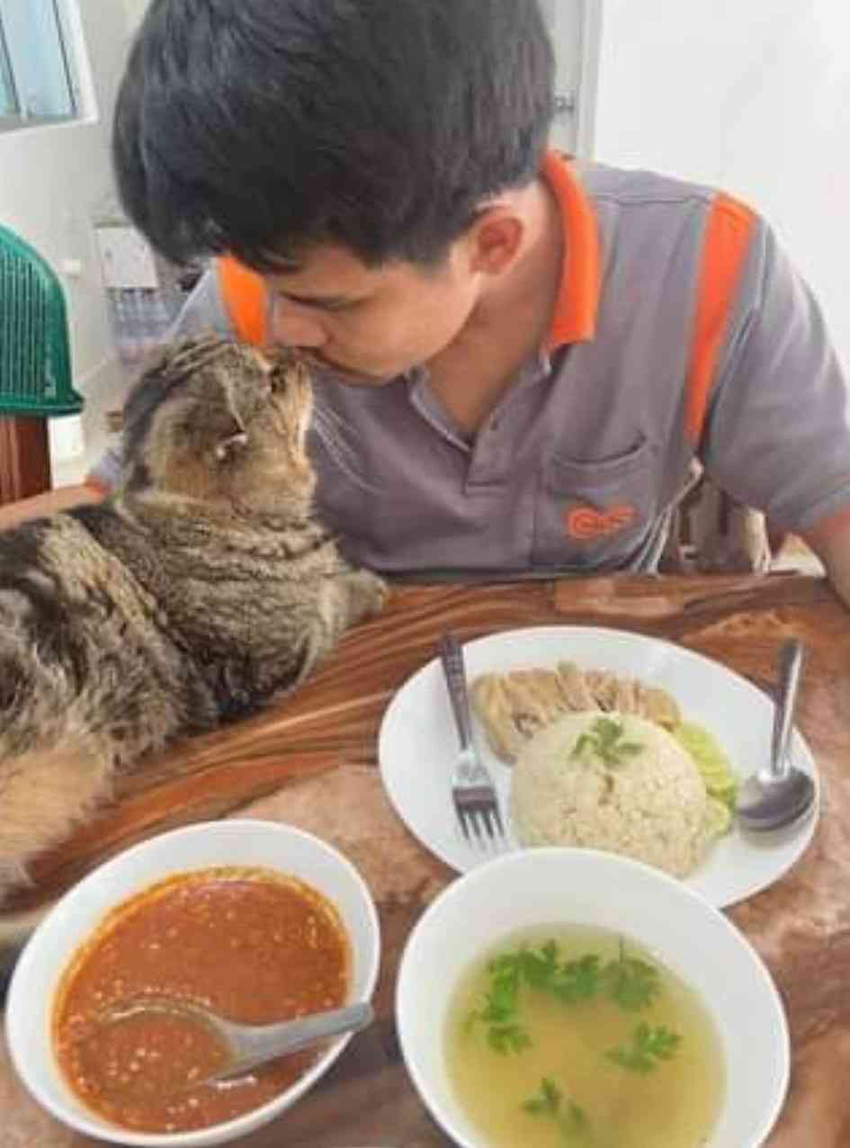 「猫に夫を奪われました」そう語る妻の嘆きを証拠写真と共にご覧ください