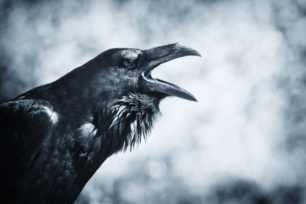 公園のカラス大量死 死骸から有機リン系農薬成分 ガールズちゃんねる Girls Channel