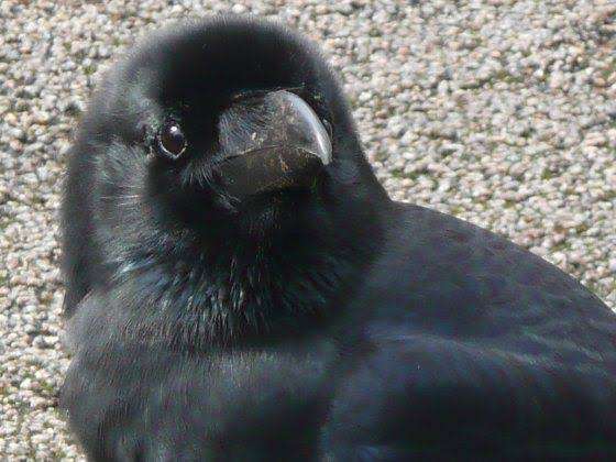 公園のカラス大量死 死骸から有機リン系農薬成分 ガールズちゃんねる Girls Channel