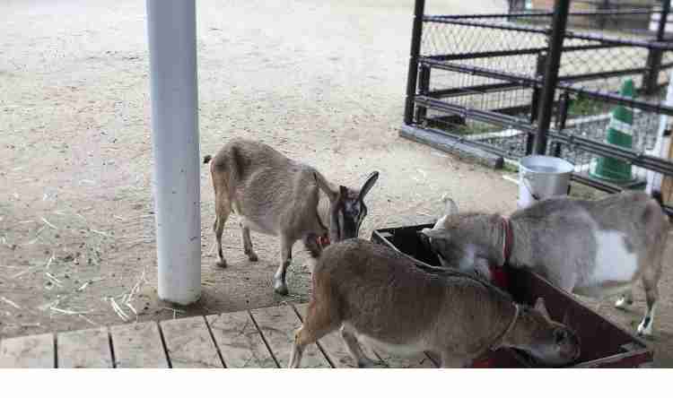 ヤギ40匹を劣悪な環境で飼育か 動物愛護法違反で逮捕 宮城県亘理町