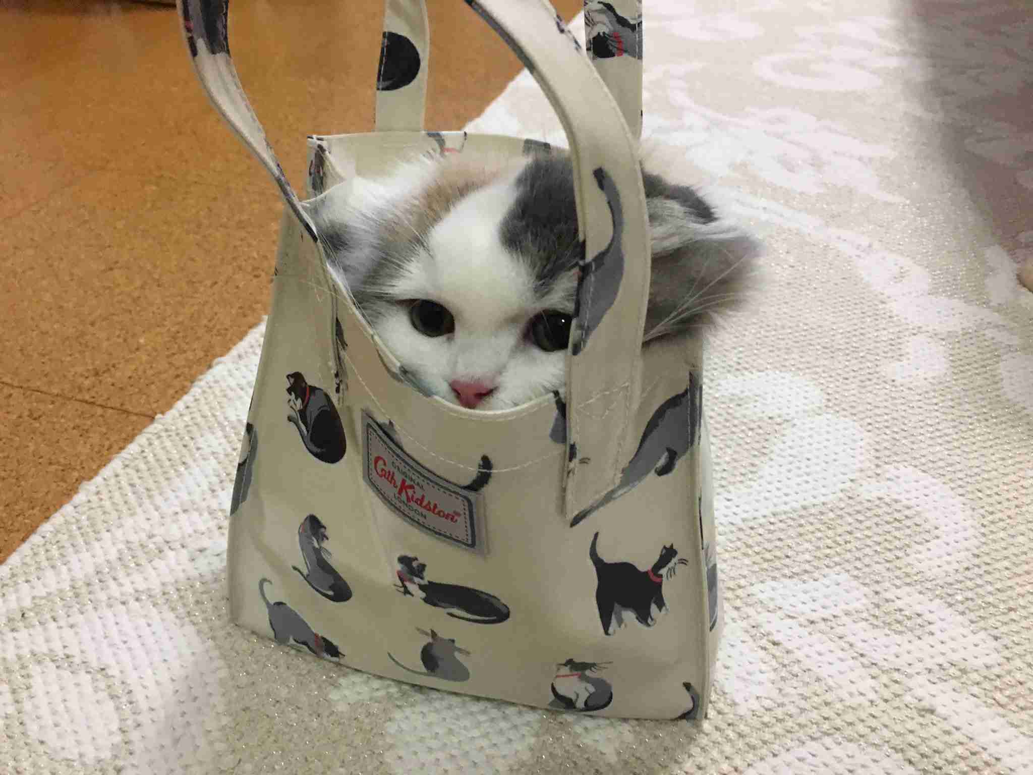 可愛すぎてムカつく画像を貼るトピ
