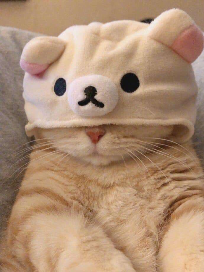 可愛すぎてムカつく画像を貼るトピ