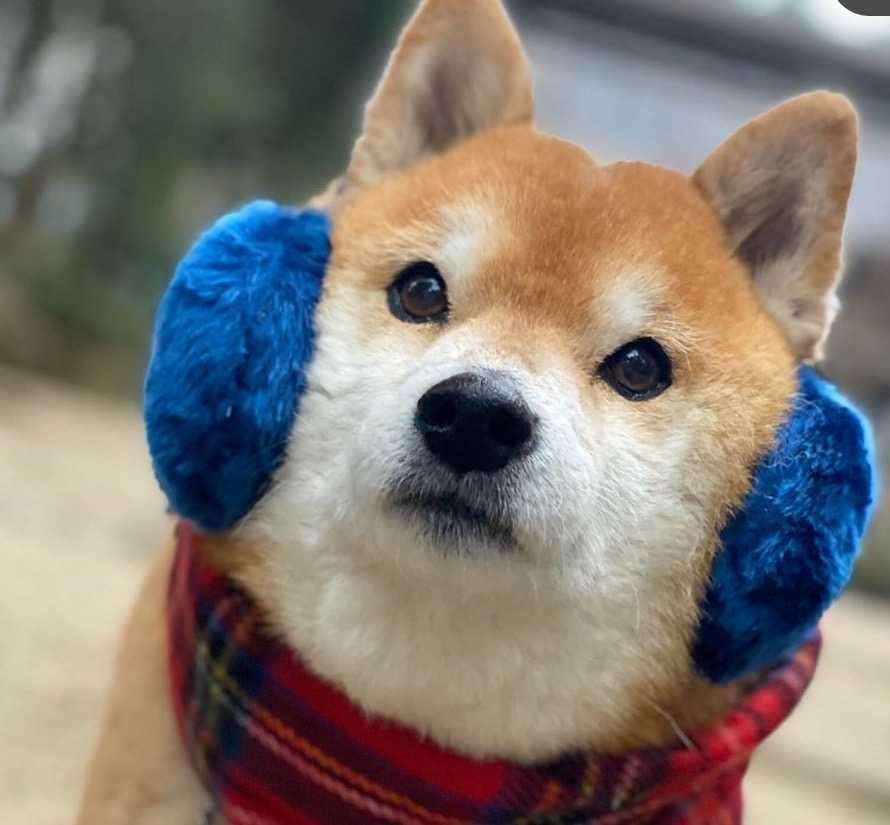 可愛すぎてムカつく画像を貼るトピ