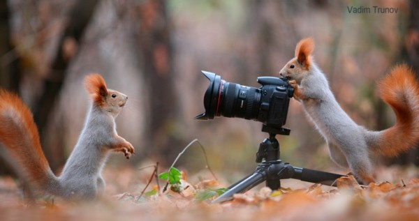 カメラが好きな動物の画像ください ガールズちゃんねる Girls Channel